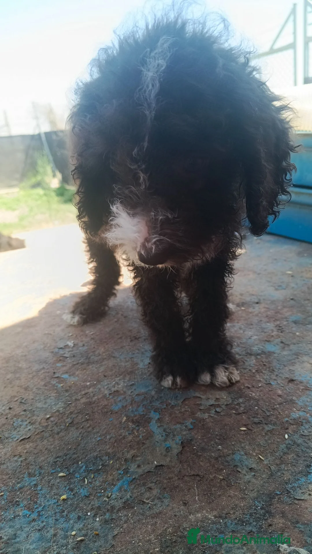 Perro de Agua Español perros en venta: Disponible perro de agua  en Barcelona - Anuncio 4