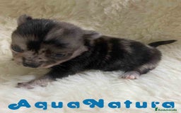 Pomchi perros en venta: Pomchi Hembra 1 de Aspi y Manchitas AQUANATURA - Imagen 8