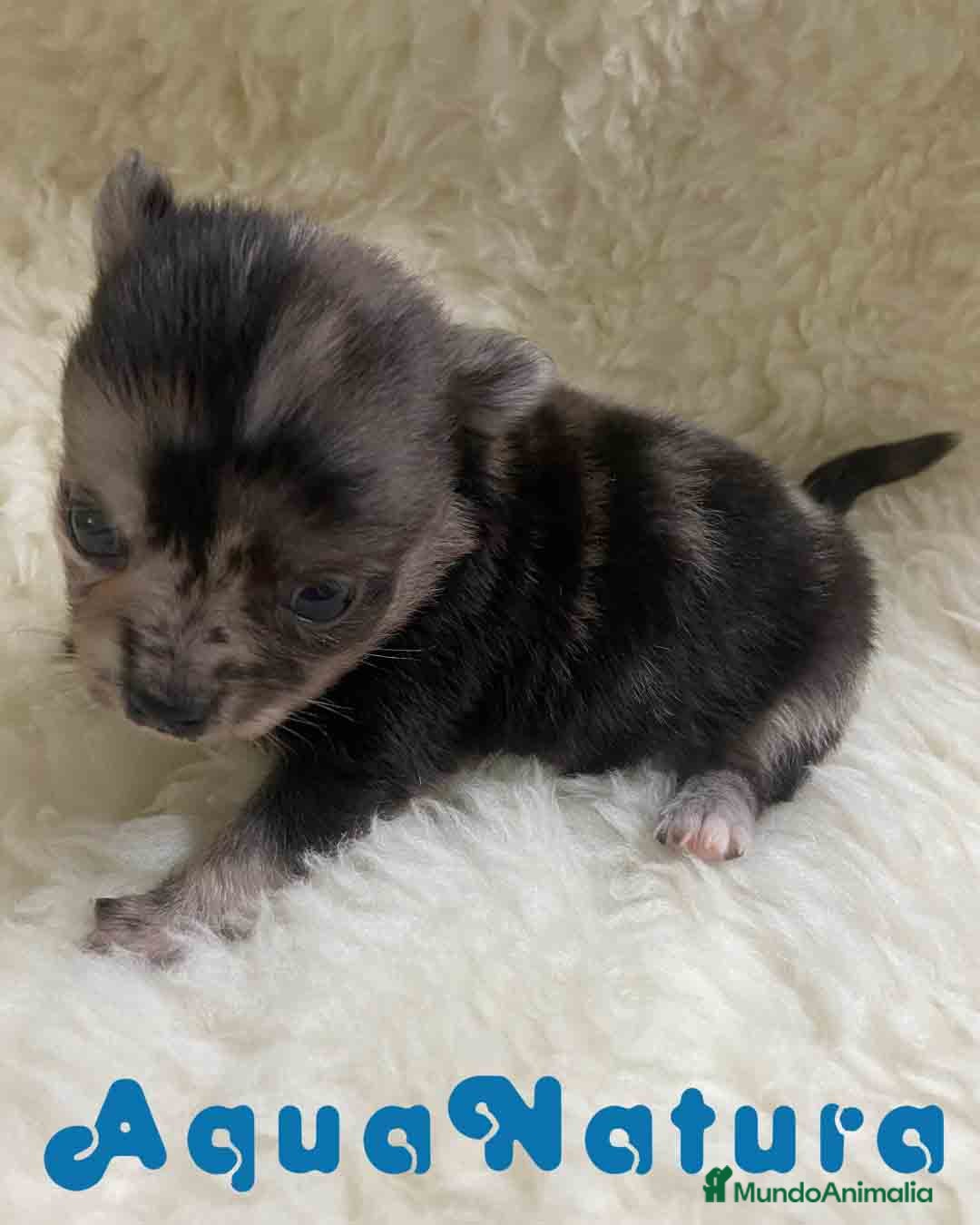 Pomchi perros en venta: Pomchi Hembra 1 de Aspi y Manchitas AQUANATURA - Imagen 8