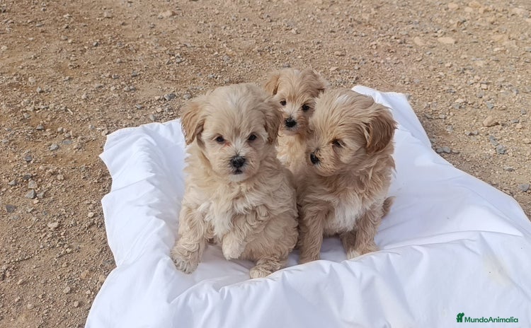 Maltipoo perros LINDAS HEMBRITAS DE MALTIPOOS - Anuncio 12