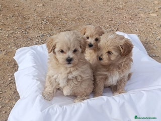 Maltipoo perros LINDAS HEMBRITAS DE MALTIPOOS - Anuncio 29