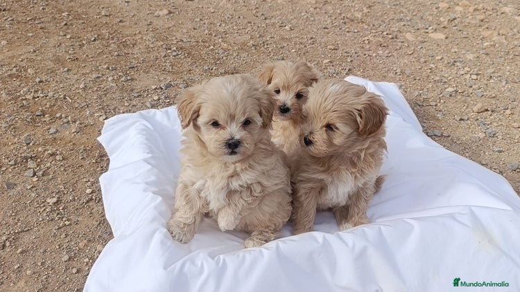 Maltipoo perros LINDAS HEMBRITAS DE MALTIPOOS - Anuncio 12