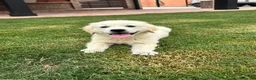 Golden Retriever perros en venta: CACHORROS DE GOLDEN RETRIEVER - Anuncio 3