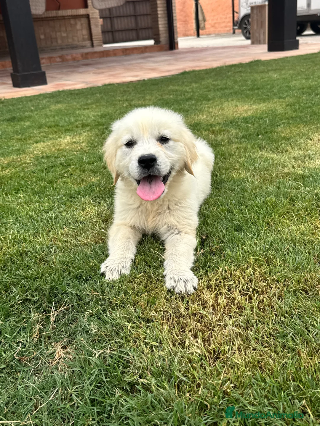 Golden Retriever perros en venta: CACHORROS DE GOLDEN RETRIEVER - Anuncio 3