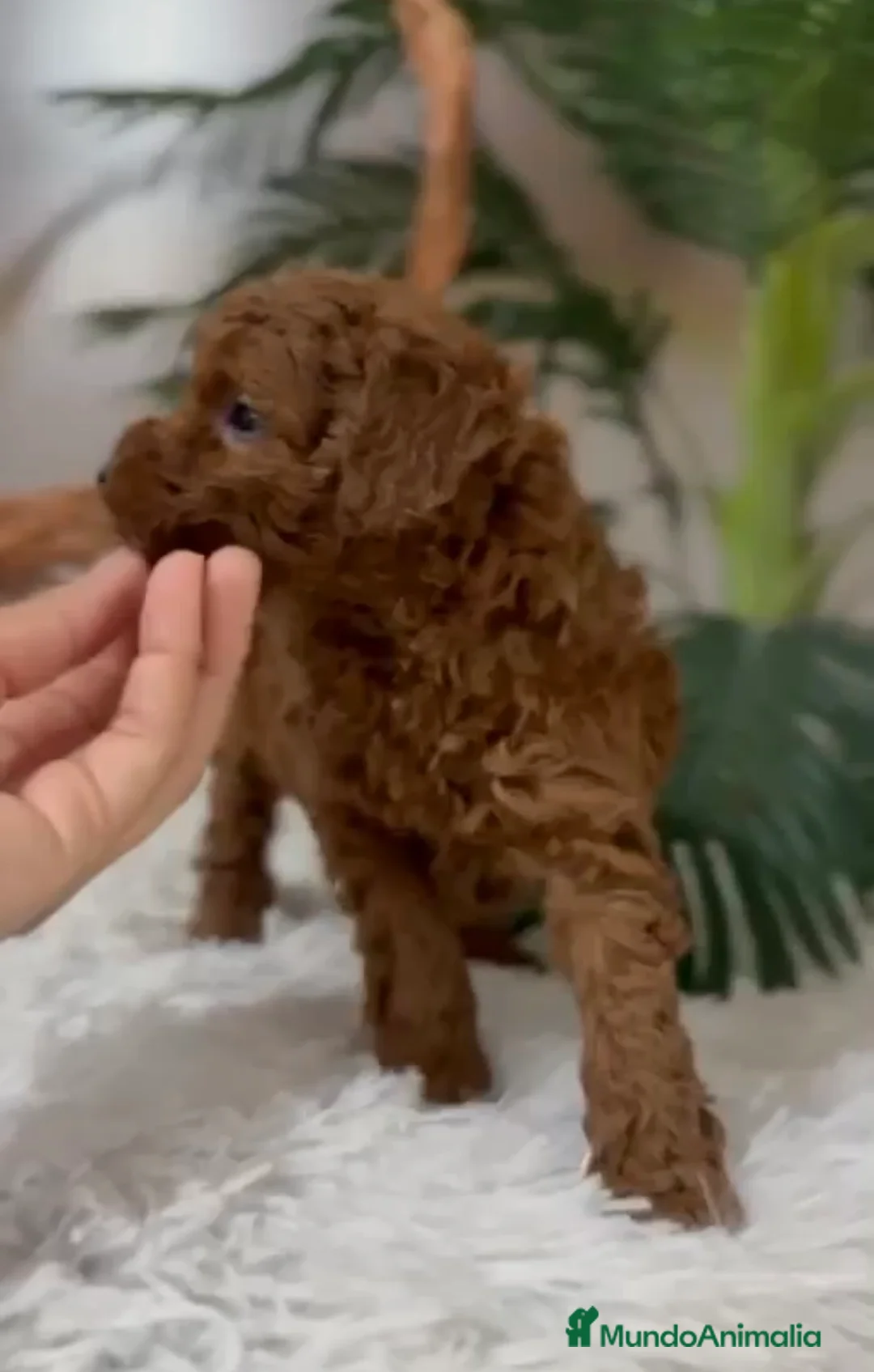 Caniche Toy perros en venta: CANICHE TOY - Anuncio 7