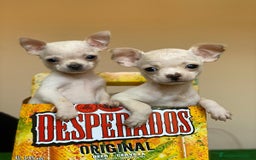 Chihuahua perros en venta: Chihuahua mini - Imagen 2