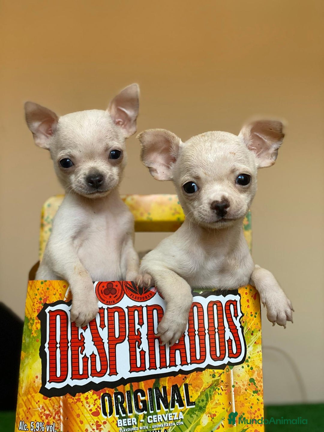Chihuahua perros en venta: Chihuahua mini - Imagen 2