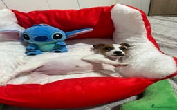 Jack Russell Terrier perros en venta: Jack Russell increíble camada - Imagen 12