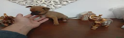Chihuahua perros en venta: Chihuhuas machos y hembra  - Anuncio 3
