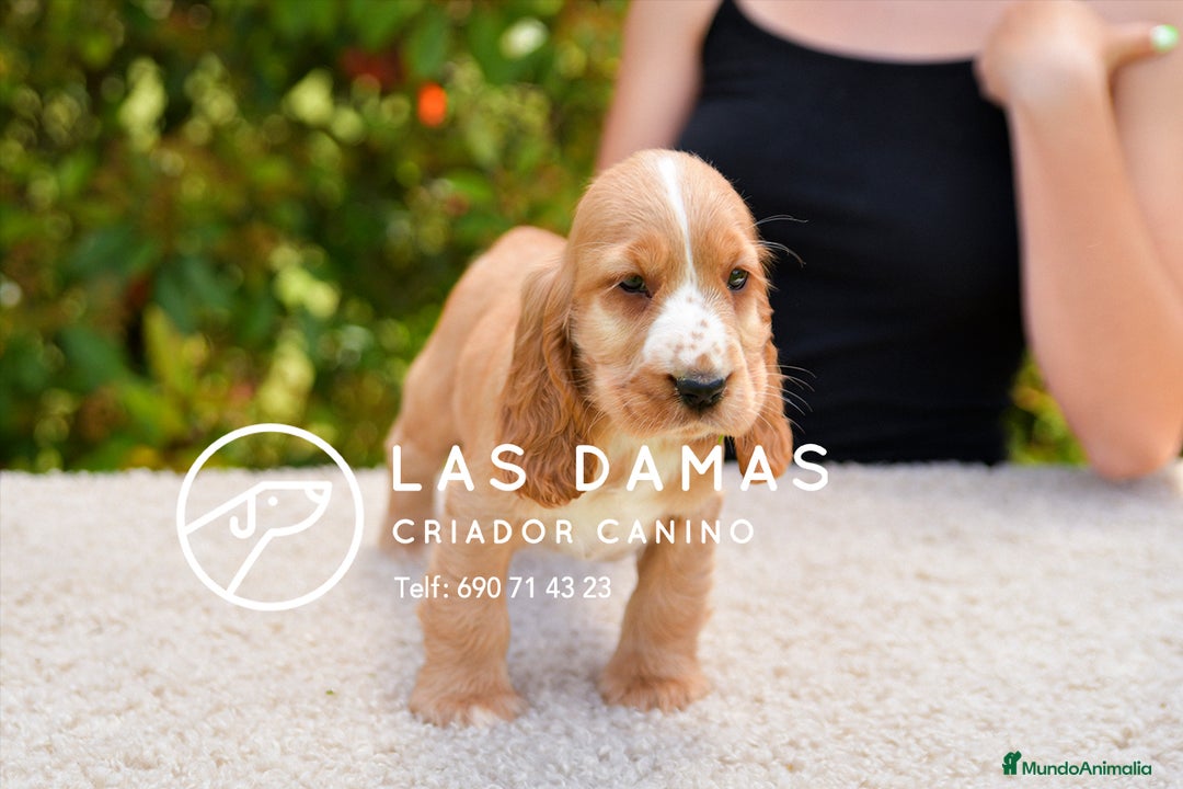 Cocker Spaniel Inglés perros en venta: Cachorros de cocker spaniel inglés disponibles.  - Anuncio 2