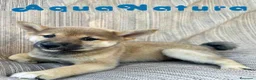 Shiba Inu perros en venta: Shiba Inu Hembra 7187 - AQUANATURA en Barcelona - Anuncio 1