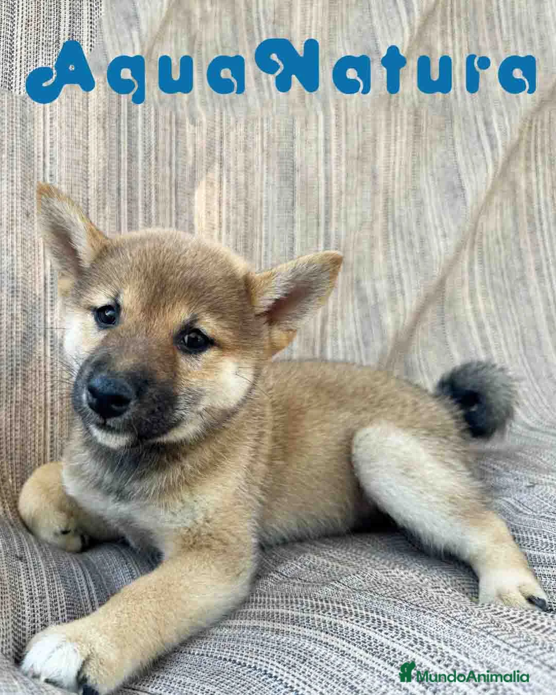 Shiba Inu perros en venta: Shiba Inu Hembra 7187 - AQUANATURA en Barcelona - Anuncio 1