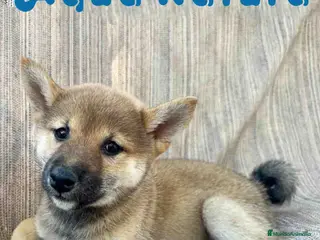 Shiba Inu perros Shiba Inu Hembra 7187 - AQUANATURA en Barcelona - Anuncio 42