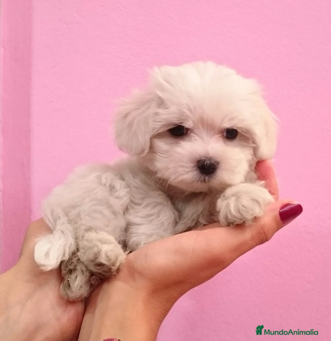 Bichón Maltés perros en venta: Cachorros Bichón Maltés en Barcelona - Anuncio 7