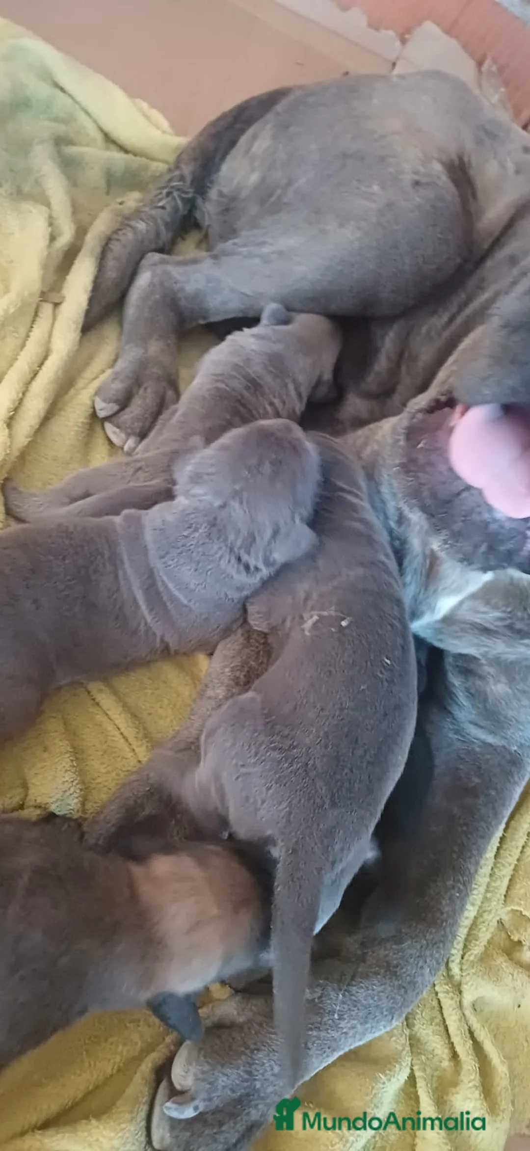 Cane Corso perros en venta: Cane Corso Blue - Anuncio 2