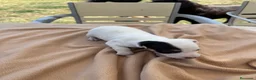 Ratonero Bodeguero Andaluz perros en venta: Cachorros bodeguero - Anuncio 2