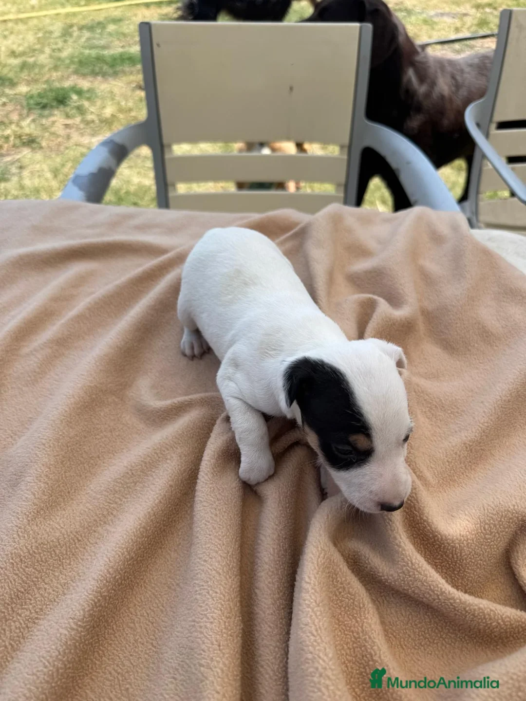 Ratonero Bodeguero Andaluz perros en venta: Cachorros bodeguero - Anuncio 2