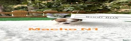 Jack Russell Terrier perros en venta: Jack Russell preciosos cachorros disponibles  - Anuncio 1