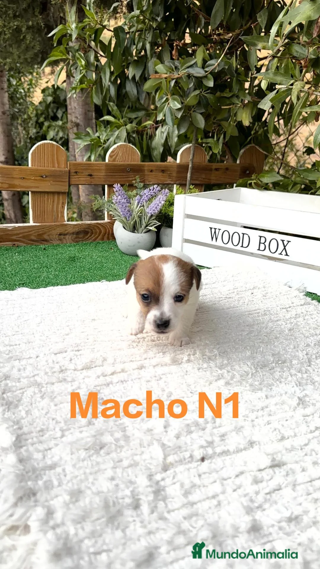 Jack Russell Terrier perros en venta: Jack Russell preciosos cachorros disponibles  - Anuncio 1
