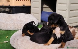Pinscher Miniatura perros en venta: Mini pinscher negro fuego  - Imagen 6