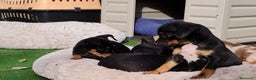 Pinscher Miniatura perros en venta: Mini pinscher negro fuego  - Anuncio 6