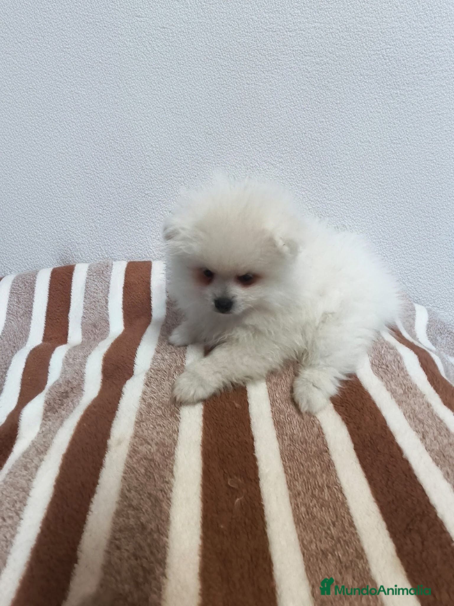 Pomerania perros POMERANIA MINI MACHITO  - Anuncio 1