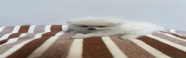 Pomerania 1