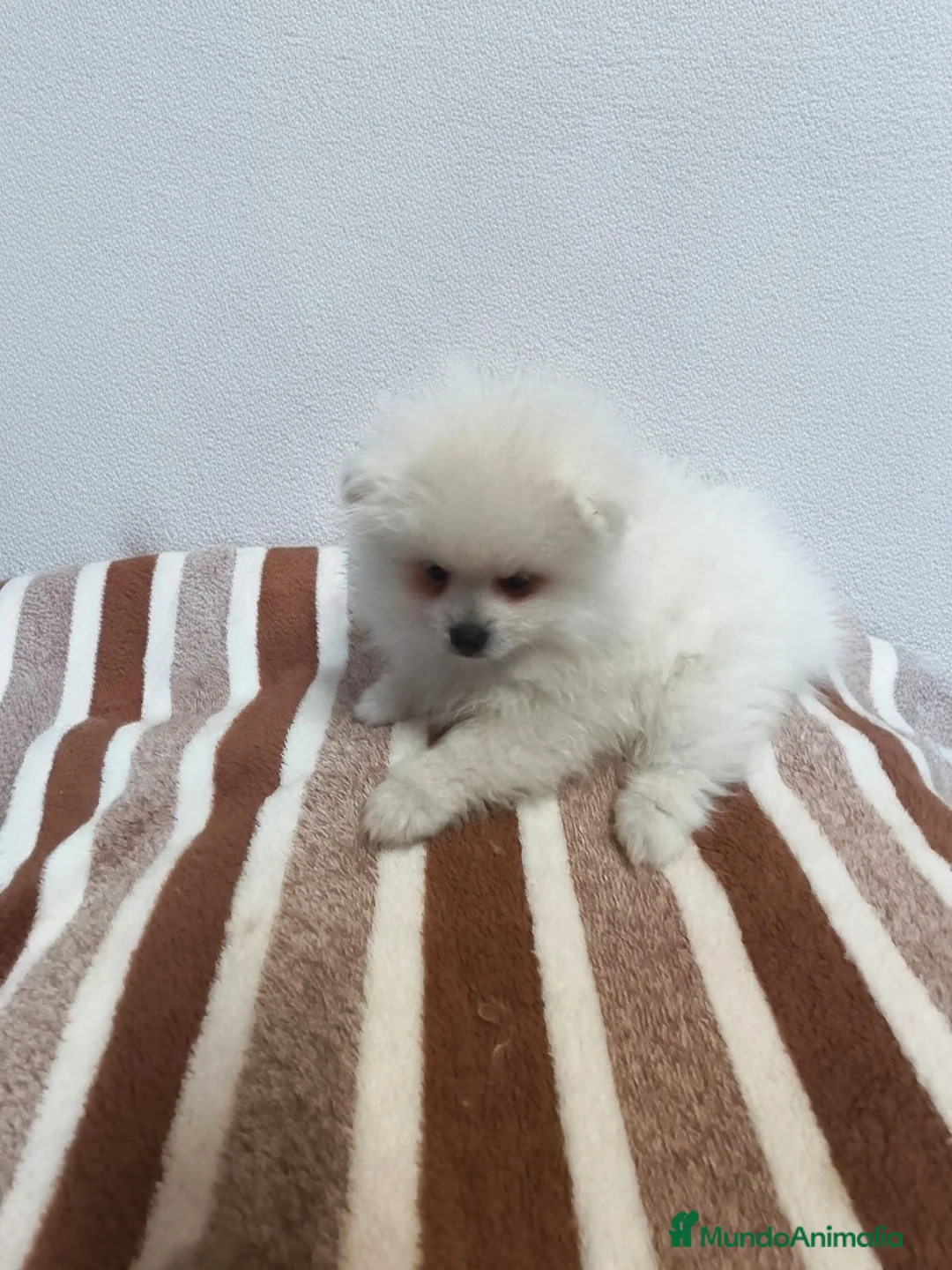 Pomerania perros en venta: POMERANIA MINI MACHITO  - Anuncio 1