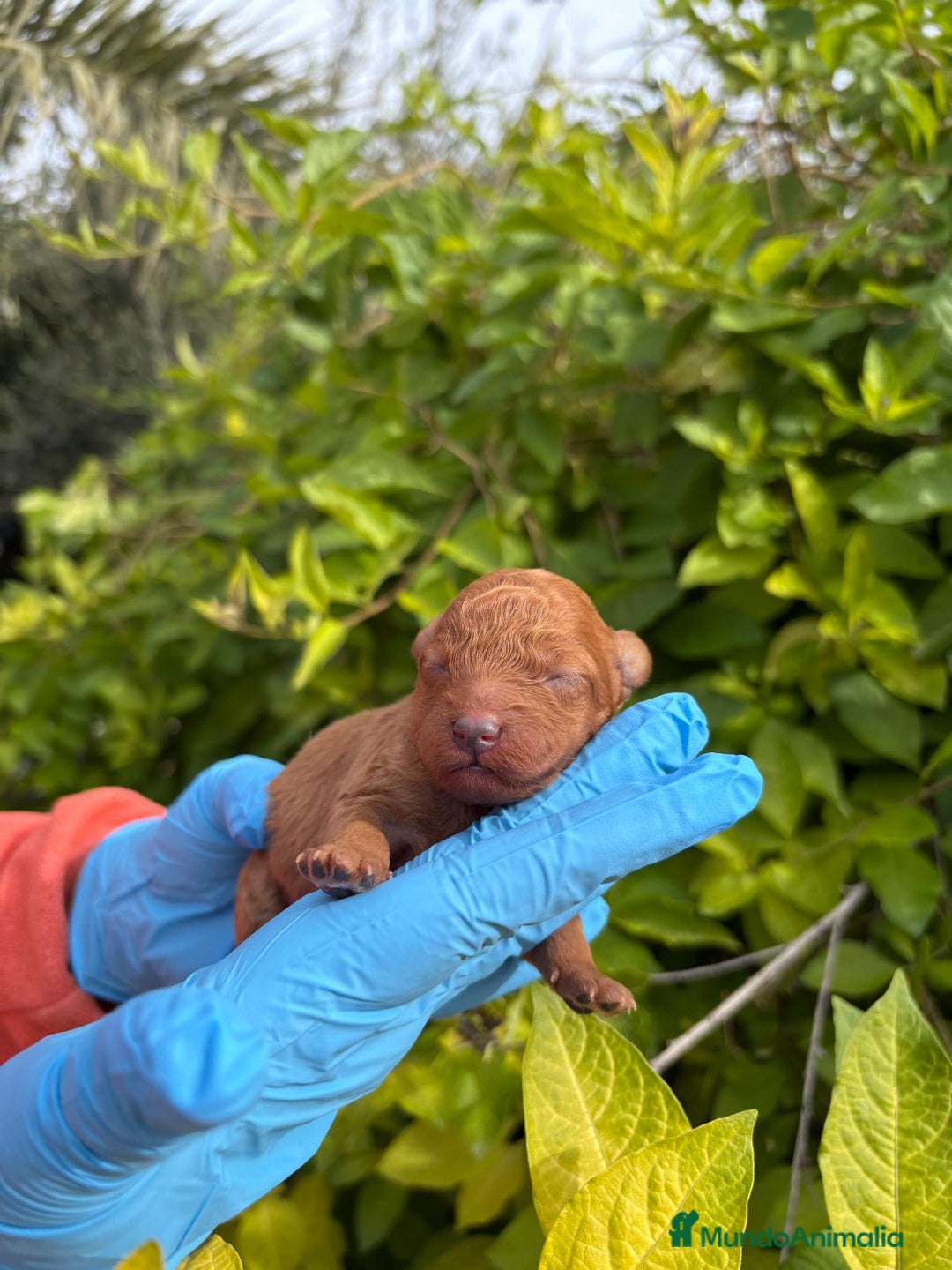 Labradoodle perros en venta: Labradoodle  - Anuncio 1