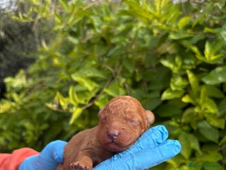 Labradoodle perros Labradoodle - Anuncio 3