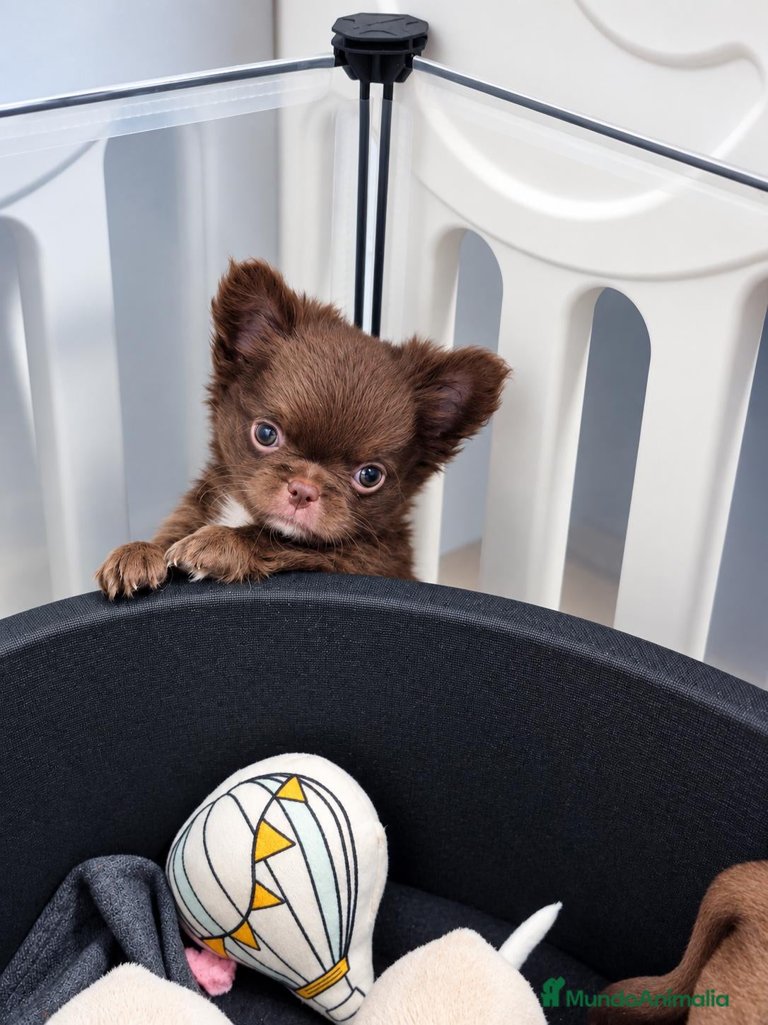 Chihuahua perros Chihuahuas 🍫 chocolates - Anuncio 2