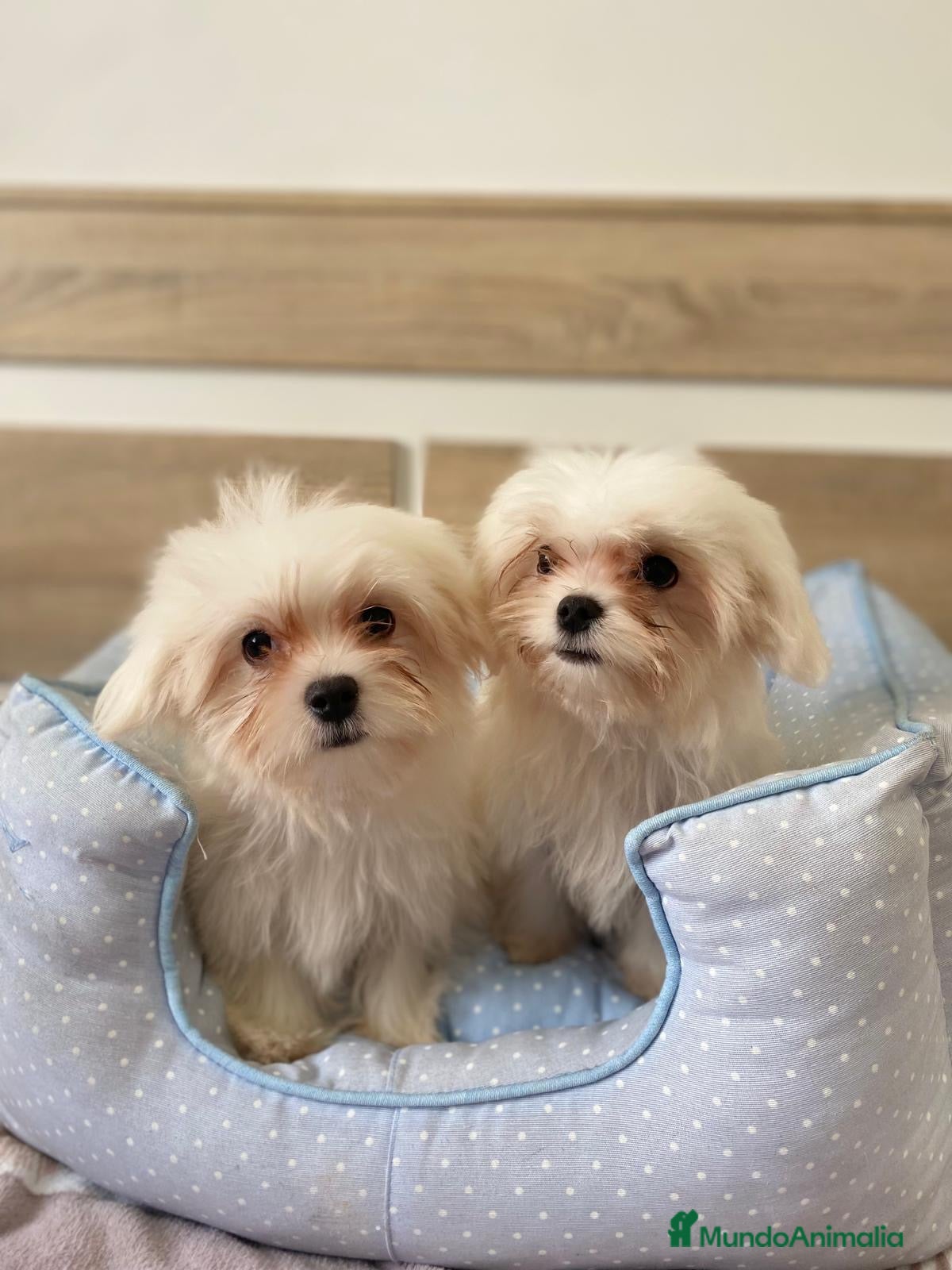 Bichón Maltés perros BICHON MALTES - Anuncio 21