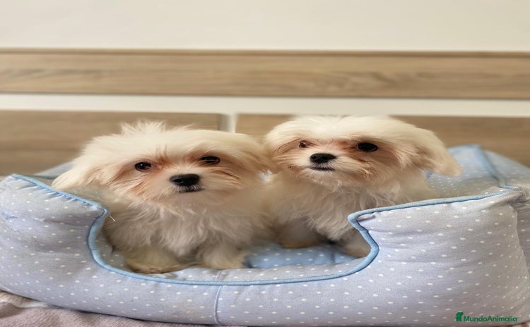 Bichón Maltés perros BICHON MALTES - Anuncio 1