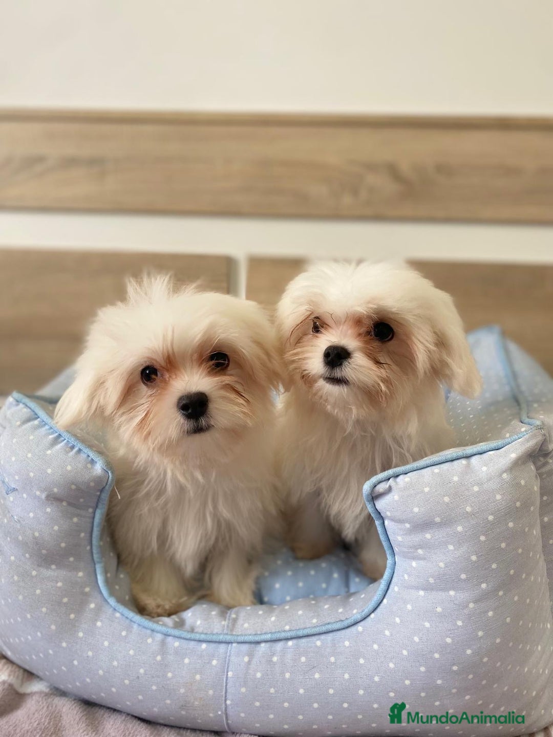 Bichón Maltés perros en venta: BICHON MALTES - Anuncio 1