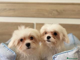 Bichón Maltés perros BICHON MALTES - Anuncio 28