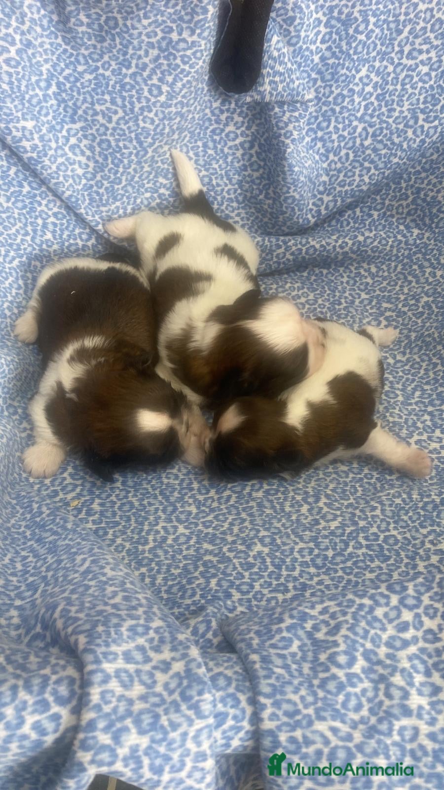 Shih Tzu perros CACHORRITAS DE SHIH TZU - Anuncio 1