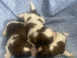 Shih Tzu perros CACHORRITAS DE SHIH TZU - Anuncio 1