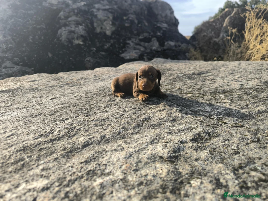 Teckel Miniatura perros en venta: Camada de teckel miniatura - Anuncio 2