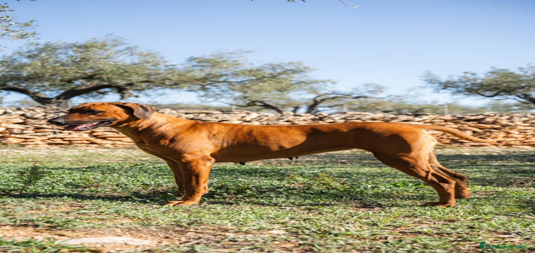 Imagen de galería {{count}}