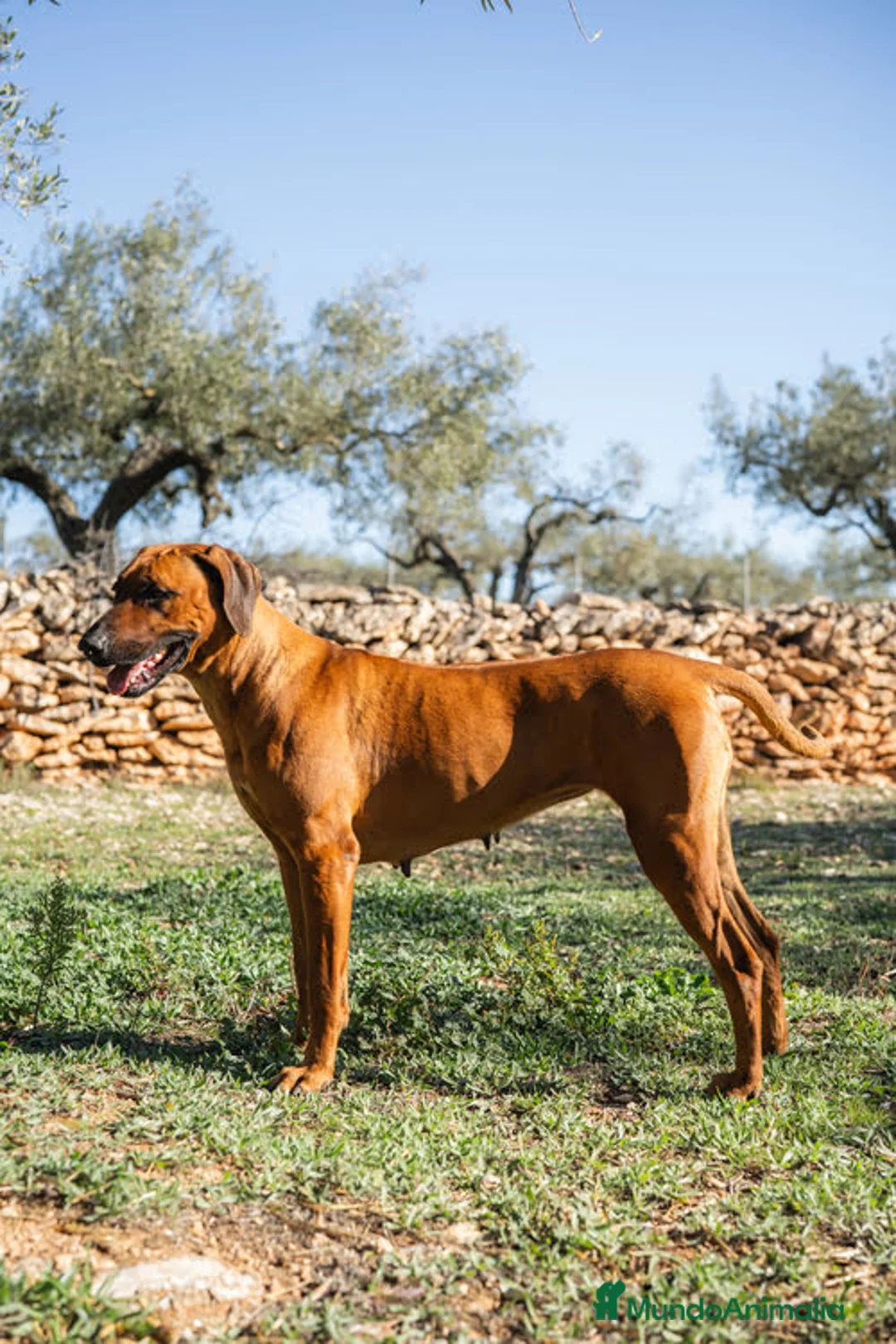 Imagen de galería {{count}}