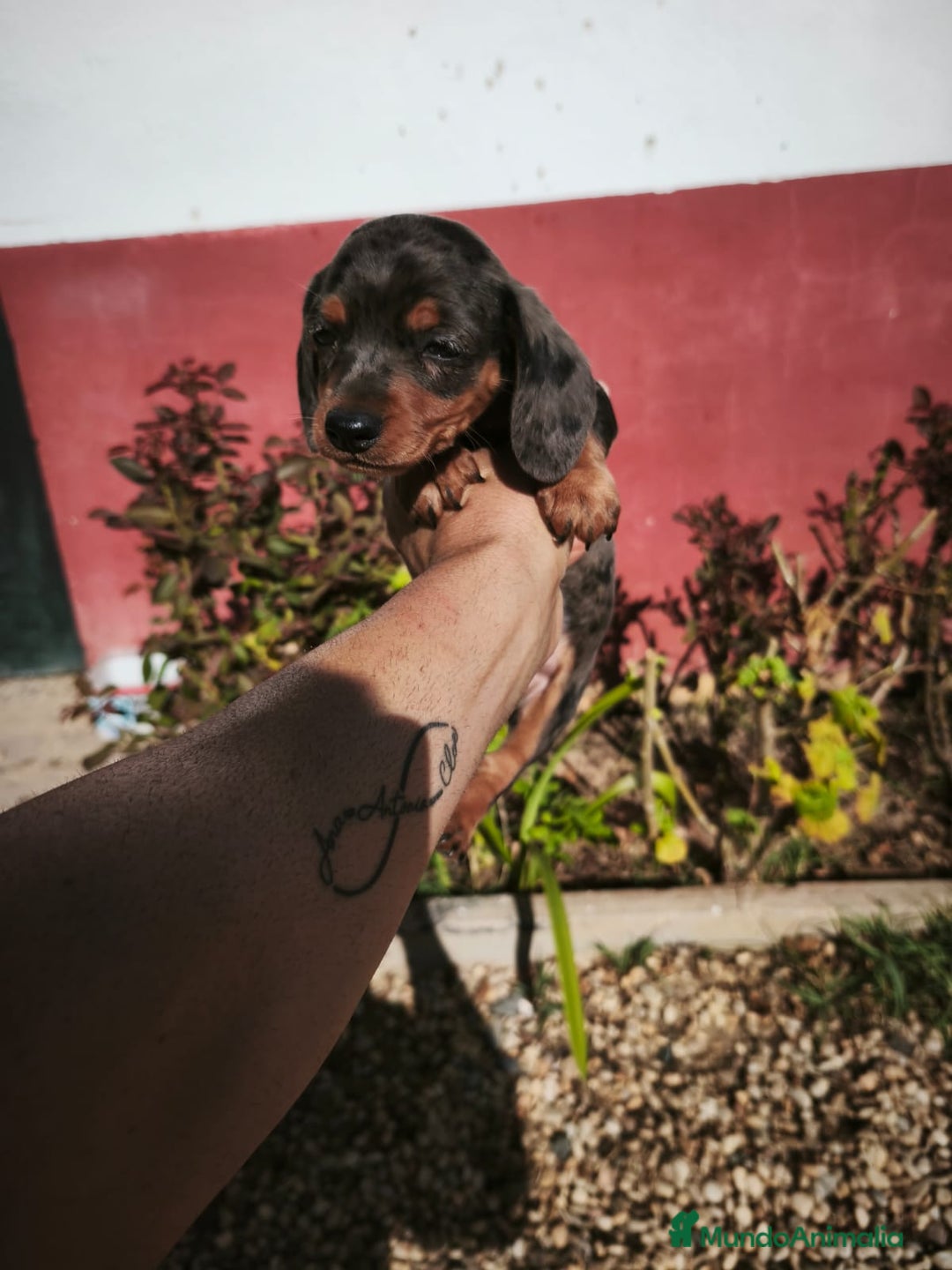 Teckel Miniatura perros en venta: Disponibles cachorros de Teckels - Imagen 2
