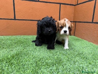 Cavapoo perros - Anuncio 7
