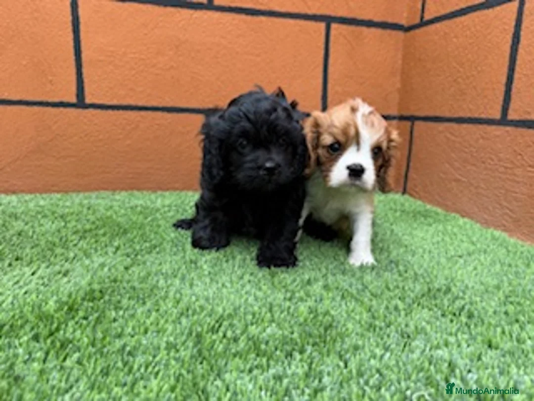 Cavapoo perros en venta: CAVAPOO - Anuncio 1