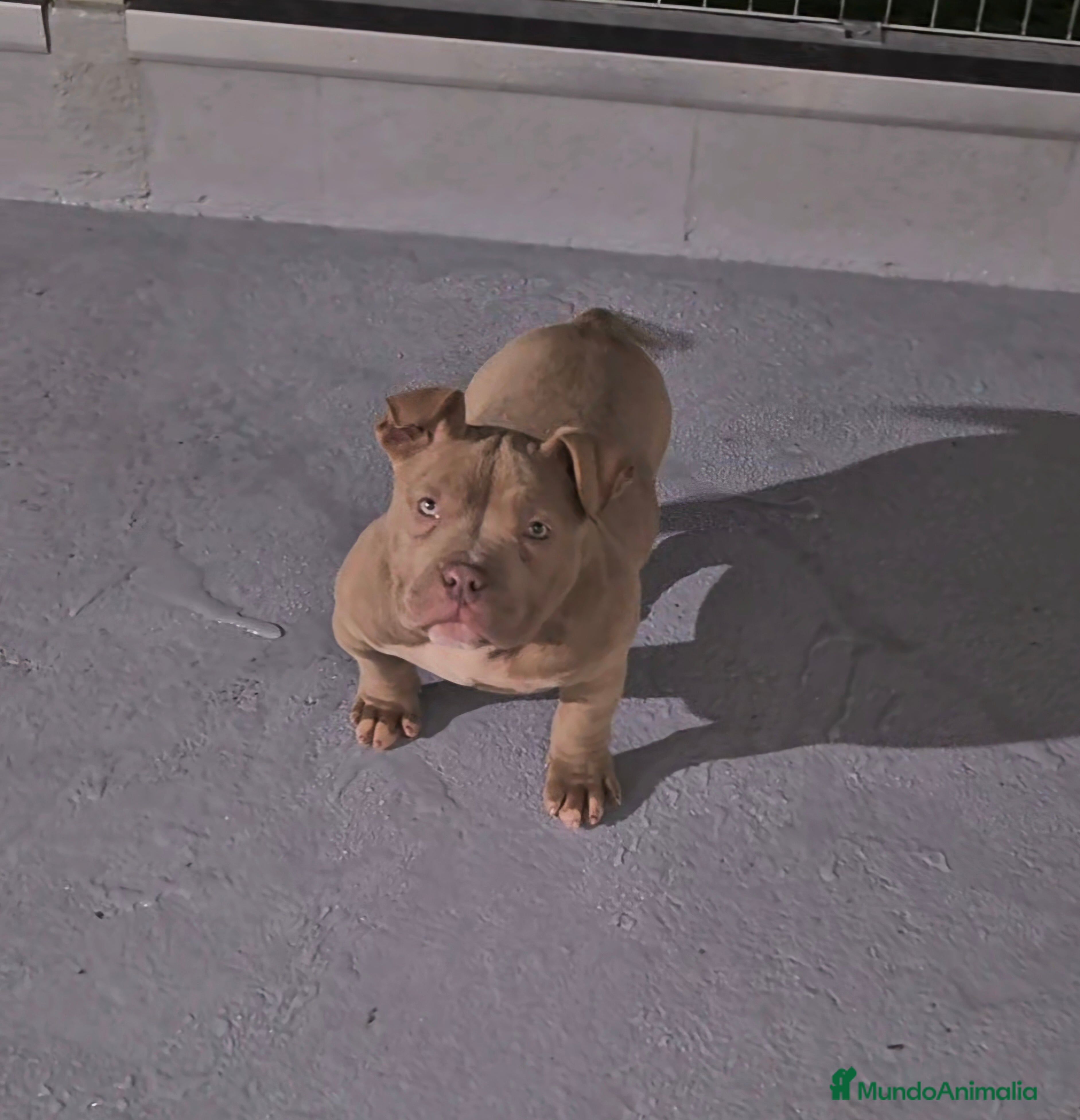 American Bully perros American Bully Pocket  - Anuncio 3