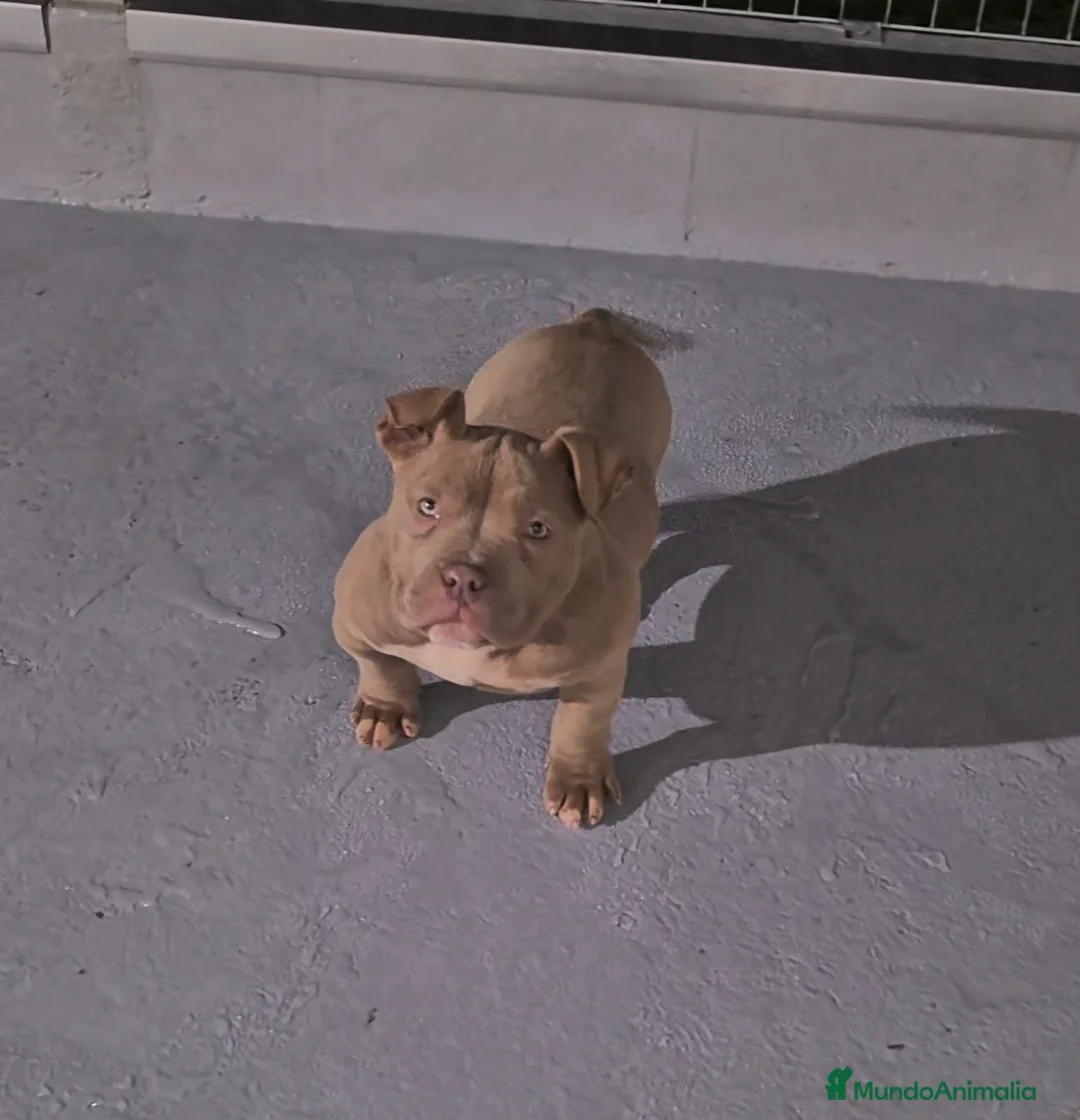 American Bully perros en venta: American Bully Pocket  - Anuncio 4