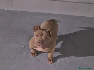 American Bully perros American Bully Pocket - Anuncio 3