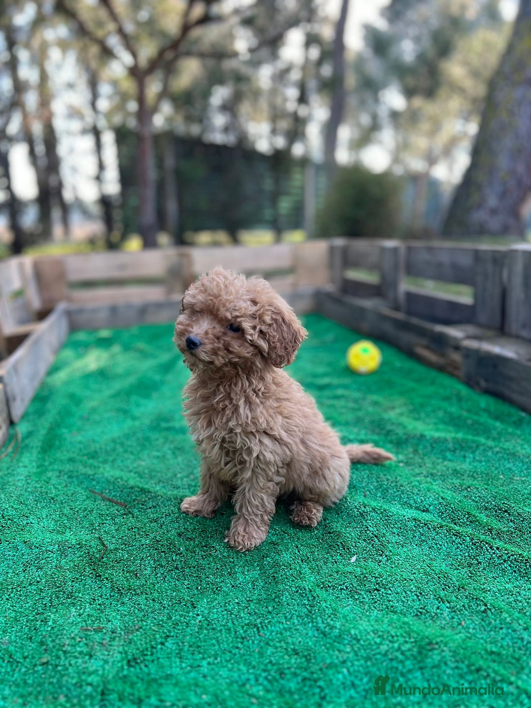 Caniche Enano perros en venta: Caniche enano hembra y macho  - Anuncio 2