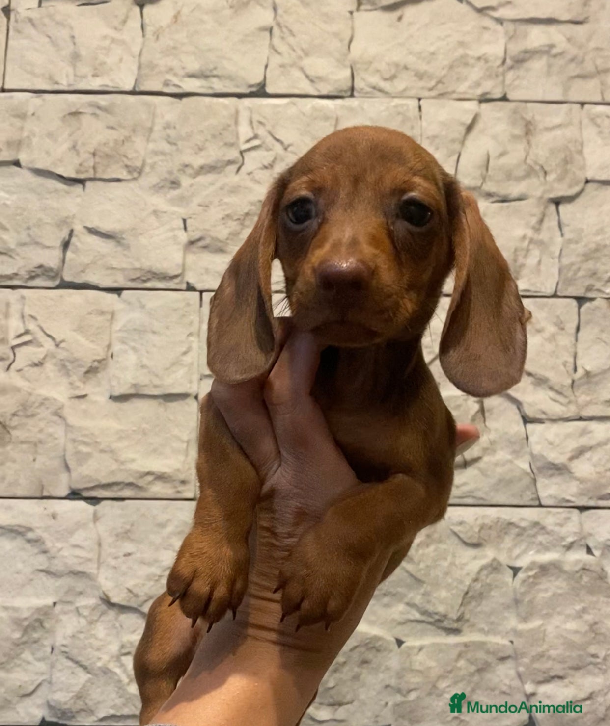 Teckel perros Teckel miniatura excelente calidad 601144783 en Valencia - Anuncio 5