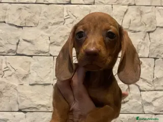 Teckel perros Teckel miniatura excelente calidad 601144783 en Valencia - Anuncio 5