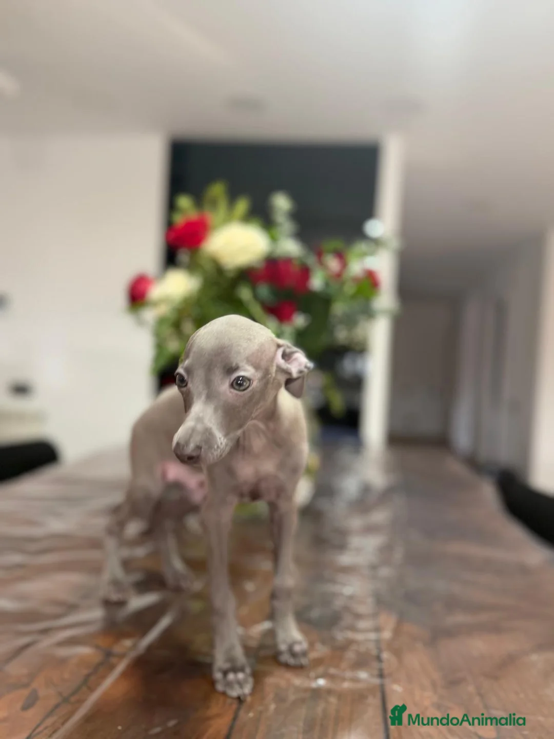 Pequeño Lebrel Italiano perros en venta: Pequeño Lebrel Italiano Finca Paunais  - Anuncio 12